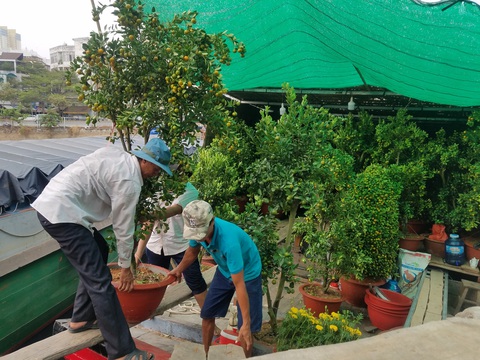 Mai, quất miền Tây vừa cập bến Bình Đông đã có người mua - Ảnh 2. Mai, quất miền Tây vừa cập bến Bình Đông đã có người mua - Ảnh 2.