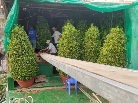 Mai, quất miền Tây vừa cập bến Bình Đông đã có người mua - Ảnh 11. Mai, quất miền Tây vừa cập bến Bình Đông đã có người mua - Ảnh 11.
