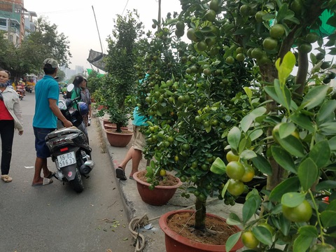 Mai, quất miền Tây vừa cập bến Bình Đông đã có người mua - Ảnh 9. Mai, quất miền Tây vừa cập bến Bình Đông đã có người mua - Ảnh 9.