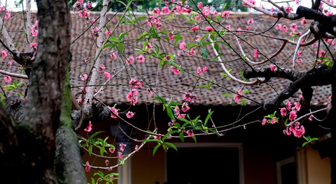 Ngắm cây đào siêu to khổng lồ ở Bắc Giang nở đầy hoa đỏ rực - Ảnh 5. Ngắm cây đào siêu to khổng lồ ở Bắc Giang nở đầy hoa đỏ rực - Ảnh 5.