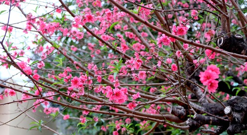 Ngắm cây đào siêu to khổng lồ ở Bắc Giang nở đầy hoa đỏ rực - Ảnh 3. Ngắm cây đào siêu to khổng lồ ở Bắc Giang nở đầy hoa đỏ rực - Ảnh 3.