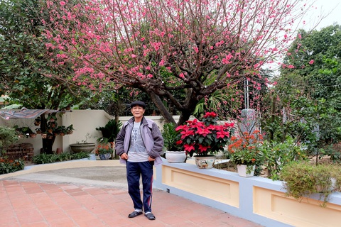 Ngắm cây đào siêu to khổng lồ ở Bắc Giang nở đầy hoa đỏ rực - Ảnh 2. Ngắm cây đào siêu to khổng lồ ở Bắc Giang nở đầy hoa đỏ rực - Ảnh 2.