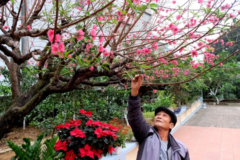 Ngắm cây đào siêu to khổng lồ ở Bắc Giang nở đầy hoa đỏ rực - Ảnh 13. Ngắm cây đào siêu to khổng lồ ở Bắc Giang nở đầy hoa đỏ rực - Ảnh 13.