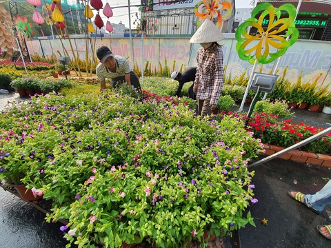 Đường hoa Cần Thơ năm nay sẽ Xuân này hơn hẳn mấy xuân qua - Ảnh 3. Đường hoa Cần Thơ năm nay sẽ Xuân này hơn hẳn mấy xuân qua - Ảnh 3.