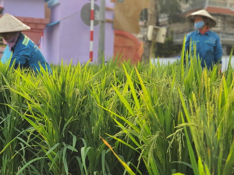Đường hoa Cần Thơ năm nay sẽ Xuân này hơn hẳn mấy xuân qua - Ảnh 9. Đường hoa Cần Thơ năm nay sẽ Xuân này hơn hẳn mấy xuân qua - Ảnh 9.