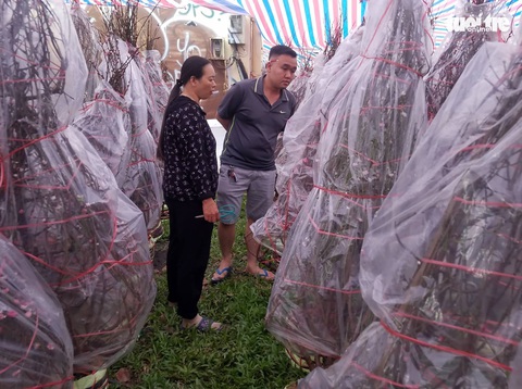 Đào Bắc vào Nam không nhiều, hoa bung nụ sớm nên giá có giảm - Ảnh 2. Đào Bắc vào Nam không nhiều, hoa bung nụ sớm nên giá có giảm - Ảnh 2.