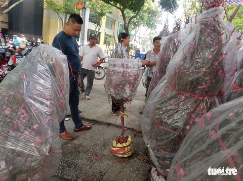 Đào Bắc vào Nam không nhiều, hoa bung nụ sớm nên giá có giảm - Ảnh 3. Đào Bắc vào Nam không nhiều, hoa bung nụ sớm nên giá có giảm - Ảnh 3.