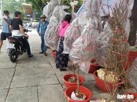 Đào Bắc vào Nam không nhiều, hoa bung nụ sớm nên giá có giảm - Ảnh 4. Đào Bắc vào Nam không nhiều, hoa bung nụ sớm nên giá có giảm - Ảnh 4.