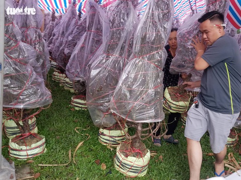 Đào Bắc vào Nam không nhiều, hoa bung nụ sớm nên giá có giảm - Ảnh 5. Đào Bắc vào Nam không nhiều, hoa bung nụ sớm nên giá có giảm - Ảnh 5.