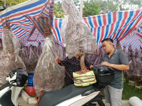Đào Bắc vào Nam không nhiều, hoa bung nụ sớm nên giá có giảm - Ảnh 1. Đào Bắc vào Nam không nhiều, hoa bung nụ sớm nên giá có giảm - Ảnh 1.