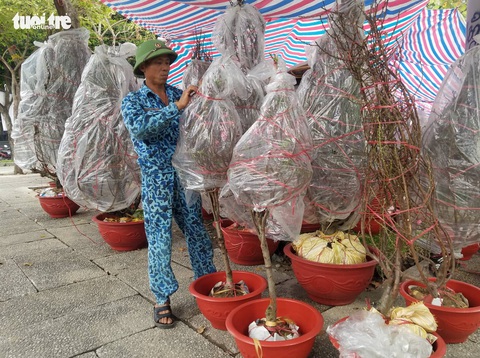 Đào Bắc vào Nam không nhiều, hoa bung nụ sớm nên giá có giảm - Ảnh 6. Đào Bắc vào Nam không nhiều, hoa bung nụ sớm nên giá có giảm - Ảnh 6.
