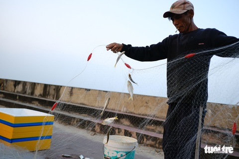Nhớ quá con cá mòi tươi rói vùng biển ngang miền Trung - Ảnh 4. Nhớ quá con cá mòi tươi rói vùng biển ngang miền Trung - Ảnh 4.