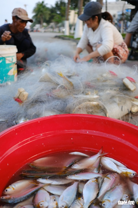 Nhớ quá con cá mòi tươi rói vùng biển ngang miền Trung - Ảnh 6. Nhớ quá con cá mòi tươi rói vùng biển ngang miền Trung - Ảnh 6.