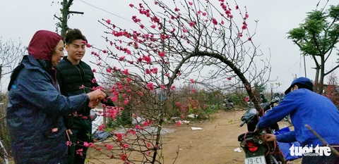 Đào Nhật Tân: Vào tận vườn chọn cành, ngã giá - Ảnh 3. Đào Nhật Tân: Vào tận vườn chọn cành, ngã giá - Ảnh 3.