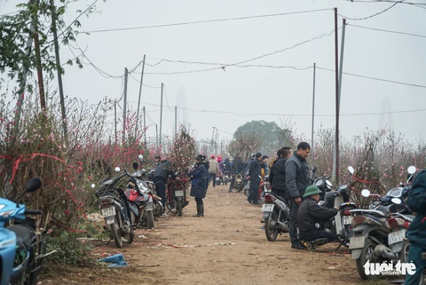 Đào Nhật Tân: Vào tận vườn chọn cành, ngã giá - Ảnh 7. Đào Nhật Tân: Vào tận vườn chọn cành, ngã giá - Ảnh 7.