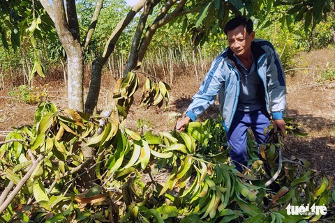 Người dân bị voi rừng phá hoại tài sản nhận hỗ trợ 800 triệu đồng - Ảnh 2. Người dân bị voi rừng phá hoại tài sản nhận hỗ trợ 800 triệu đồng - Ảnh 2.