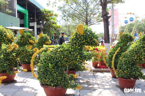 Quất bonsai tạo hình chuột đắt như tôm tươi - Ảnh 2. Quất bonsai tạo hình chuột đắt như tôm tươi - Ảnh 2.