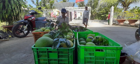 Sức mua chậm, nhà vườn bưởi Năm Roi lo lắng - Ảnh 5. Sức mua chậm, nhà vườn bưởi Năm Roi lo lắng - Ảnh 5.
