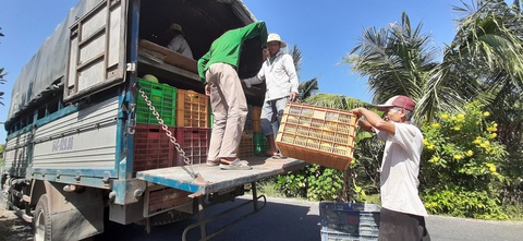 Sức mua chậm, nhà vườn bưởi Năm Roi lo lắng - Ảnh 7. Sức mua chậm, nhà vườn bưởi Năm Roi lo lắng - Ảnh 7.
