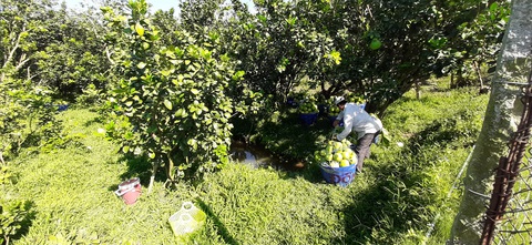 Sức mua chậm, nhà vườn bưởi Năm Roi lo lắng - Ảnh 2. Sức mua chậm, nhà vườn bưởi Năm Roi lo lắng - Ảnh 2.