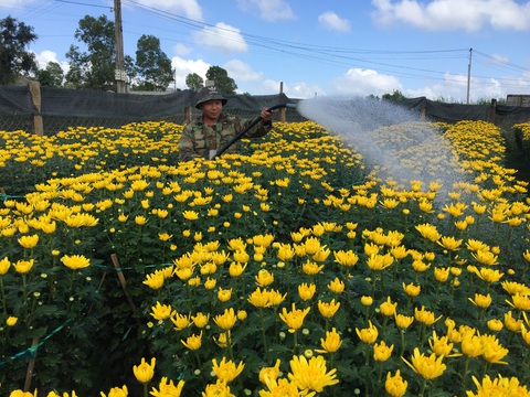 Hoa Tết Tây Nguyên bất ngờ chinh phục thủ phủ hoa miền Tây - Ảnh 1. Hoa Tết Tây Nguyên bất ngờ chinh phục thủ phủ hoa miền Tây - Ảnh 1.