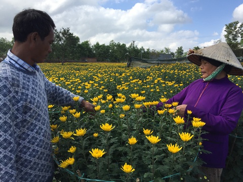 Hoa Tết Tây Nguyên bất ngờ chinh phục thủ phủ hoa miền Tây - Ảnh 3. Hoa Tết Tây Nguyên bất ngờ chinh phục thủ phủ hoa miền Tây - Ảnh 3.