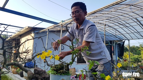 Lạ lẫm mai lá ngọc cành vàng, quảng hương mộc mai - Ảnh 4. Lạ lẫm mai lá ngọc cành vàng, quảng hương mộc mai - Ảnh 4.