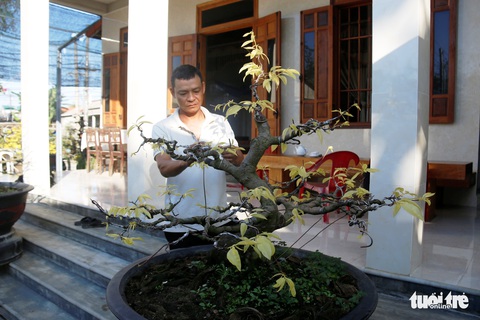 Lạ lẫm mai lá ngọc cành vàng, quảng hương mộc mai - Ảnh 2. Lạ lẫm mai lá ngọc cành vàng, quảng hương mộc mai - Ảnh 2.
