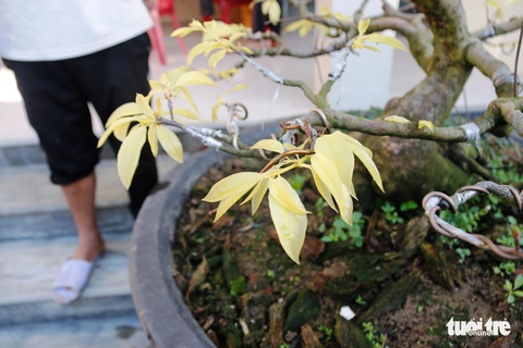 Lạ lẫm mai lá ngọc cành vàng, quảng hương mộc mai - Ảnh 3. Lạ lẫm mai lá ngọc cành vàng, quảng hương mộc mai - Ảnh 3.