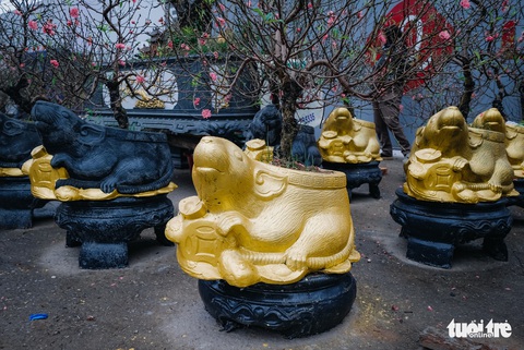 Chuột vàng ‘cõng’ đào Nhật Tân hút khách ngày cận tết - Ảnh 5. Chuột vàng ‘cõng’ đào Nhật Tân hút khách ngày cận tết - Ảnh 5.