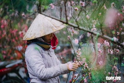 Chuột vàng ‘cõng’ đào Nhật Tân hút khách ngày cận tết - Ảnh 3. Chuột vàng ‘cõng’ đào Nhật Tân hút khách ngày cận tết - Ảnh 3.