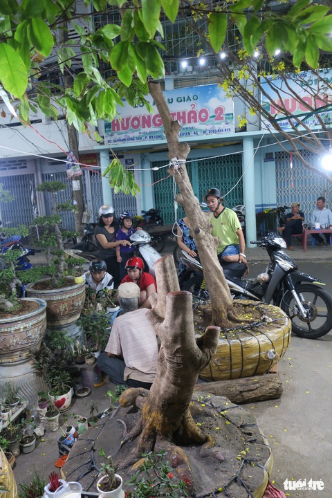 Cây mai triệu nụ rao giá 300 triệu - Ảnh 7. Cây mai triệu nụ rao giá 300 triệu - Ảnh 7.