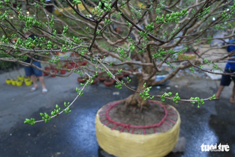 Cây mai triệu nụ rao giá 300 triệu - Ảnh 3. Cây mai triệu nụ rao giá 300 triệu - Ảnh 3.