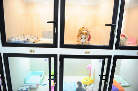 Khách sạn thú cưng giá 500.000 đồng/ngày nhộn nhịp ngày tết - Ảnh 4. Khách sạn thú cưng giá 500.000 đồng/ngày nhộn nhịp ngày tết - Ảnh 4.
