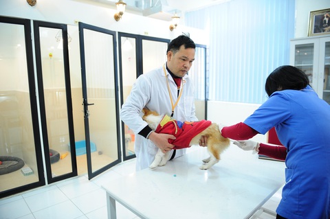 Khách sạn thú cưng giá 500.000 đồng/ngày nhộn nhịp ngày tết - Ảnh 3. Khách sạn thú cưng giá 500.000 đồng/ngày nhộn nhịp ngày tết - Ảnh 3.