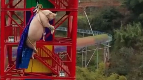 Công viên chủ đề tại Trung Quốc bị chỉ trích vì dùng heo tiếp thị trò nhảy bungee - Ảnh 1. Công viên chủ đề tại Trung Quốc bị chỉ trích vì dùng heo tiếp thị trò nhảy bungee - Ảnh 1.