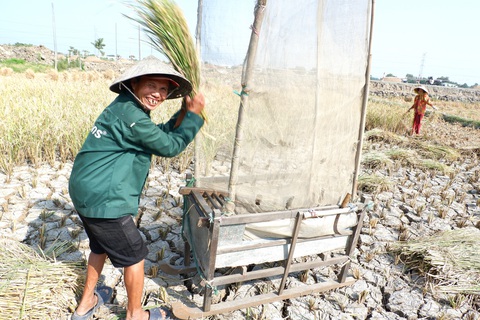 Gặt lúa giữa đồng trưa 27 tết, vợ chồng già cười tặng cả mùa xuân - Ảnh 1. Gặt lúa giữa đồng trưa 27 tết, vợ chồng già cười tặng cả mùa xuân - Ảnh 1.