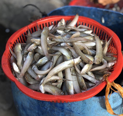 Bán hôm nay nữa thôi, mai có cá cũng không bán, để dành ăn tết - Ảnh 1. Bán hôm nay nữa thôi, mai có cá cũng không bán, để dành ăn tết - Ảnh 1.