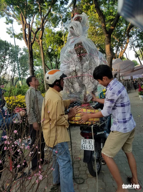 Chống gậy tìm mua hoa đào chơi tết - Ảnh 3. Chống gậy tìm mua hoa đào chơi tết - Ảnh 3.