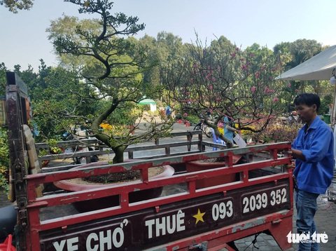 Chống gậy tìm mua hoa đào chơi tết - Ảnh 9. Chống gậy tìm mua hoa đào chơi tết - Ảnh 9.
