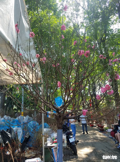 Chống gậy tìm mua hoa đào chơi tết - Ảnh 7. Chống gậy tìm mua hoa đào chơi tết - Ảnh 7.