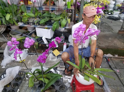 Cận tết, dân Sài Gòn rủ nhau đi săn lan hồ điệp đến khuya - Ảnh 3. Cận tết, dân Sài Gòn rủ nhau đi săn lan hồ điệp đến khuya - Ảnh 3.