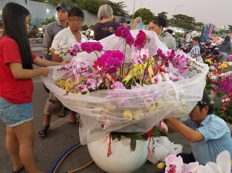 Cận tết, dân Sài Gòn rủ nhau đi săn lan hồ điệp đến khuya - Ảnh 5. Cận tết, dân Sài Gòn rủ nhau đi săn lan hồ điệp đến khuya - Ảnh 5.