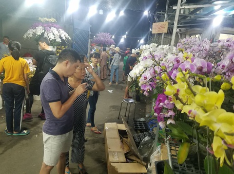 Cận tết, dân Sài Gòn rủ nhau đi săn lan hồ điệp đến khuya - Ảnh 4. Cận tết, dân Sài Gòn rủ nhau đi săn lan hồ điệp đến khuya - Ảnh 4.