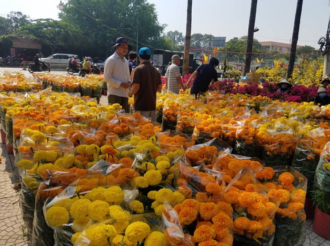 Hoa tết tiêu thụ chậm, người bán lo lắng - Ảnh 4. Hoa tết tiêu thụ chậm, người bán lo lắng - Ảnh 4.
