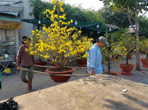 Hoa tết tiêu thụ chậm, người bán lo lắng - Ảnh 9. Hoa tết tiêu thụ chậm, người bán lo lắng - Ảnh 9.