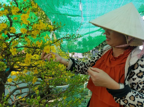 Hoa tết tiêu thụ chậm, người bán lo lắng - Ảnh 10. Hoa tết tiêu thụ chậm, người bán lo lắng - Ảnh 10.