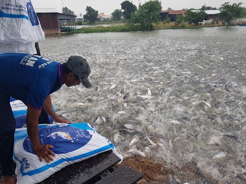 Tết về nhưng giá cá tra chạm đáy không ai thèm mua - Ảnh 1. Tết về nhưng giá cá tra chạm đáy không ai thèm mua - Ảnh 1.
