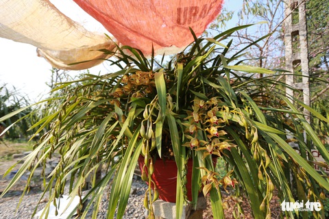 Trồng địa lan rừng bán tết, bản Mông thu về tiền tỉ - Ảnh 9. Trồng địa lan rừng bán tết, bản Mông thu về tiền tỉ - Ảnh 9.