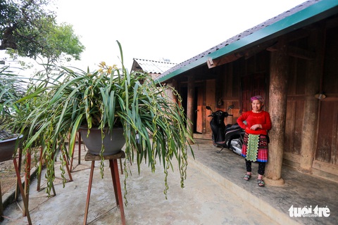 Trồng địa lan rừng bán tết, bản Mông thu về tiền tỉ - Ảnh 1. Trồng địa lan rừng bán tết, bản Mông thu về tiền tỉ - Ảnh 1.